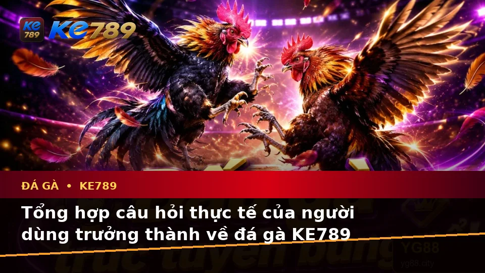 Đá Gà KE789 Tại ke789pg.org: Tổng Hợp Câu Hỏi Thực Tế Của Người Dùng Trưởng Thành Về Đá Gà Trực Tuyến Và Quản Lý Phiên Chơi Trên Ứng Dụng Di Động